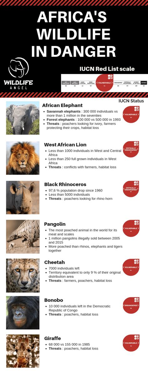 Infographic Africas Wildlife In Danger Wildlife Angel