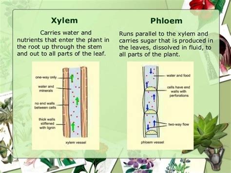 How Does A Vascular System Benefit Plants Quora