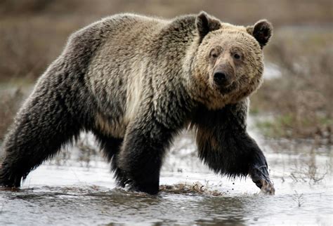 Yellowstone Grizzly Bear To Lose Endangered Species Protection The