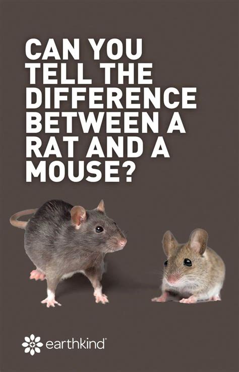 Although all of you may say that mice and rats differ from each. Can you tell the difference between rats and mice? They ...