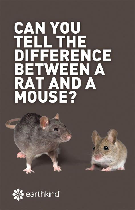 What is parasite and pathogen? Can you tell the difference between rats and mice? They ...