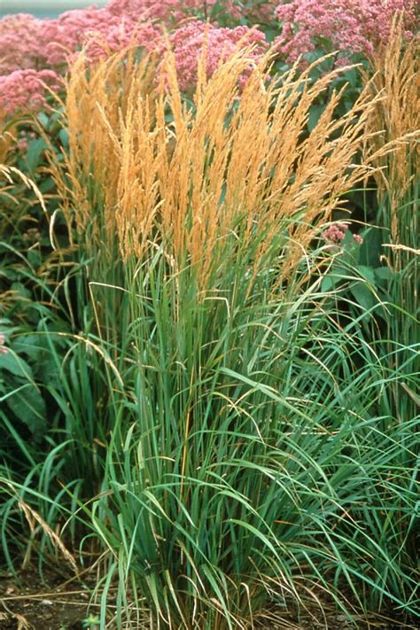 13 Terrific Tall Grasses Ornamental Grasses Tall