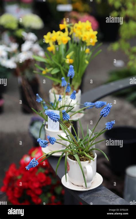 Muscari Growing In A Cup At A Flower Market Stock Photo Alamy