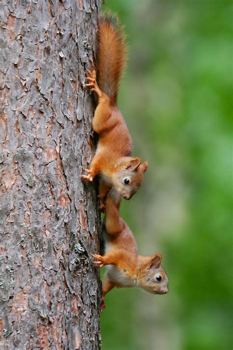 Young Squirrels Cute Baby Squirrels By Miro Loschkin 500px Funny
