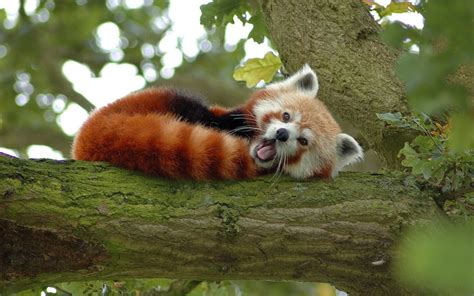 Photo Of A Little Red Panda Beer In A Tree Hd Panda Wallpappers