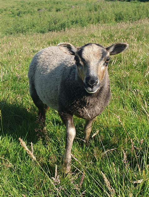 Registered Shetland Lambs Shetland Sheep Society