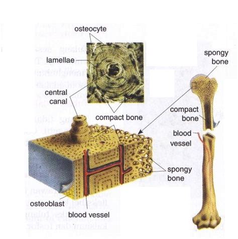 Compact Bone And Spongy Bone ~ New Science Biology