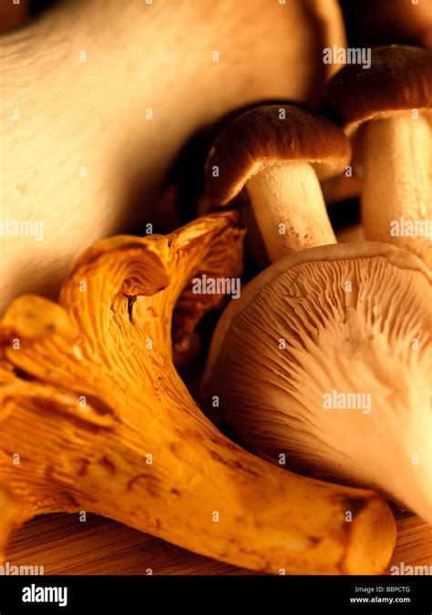 Selection Of Wild Mushrooms Stock Photo Alamy