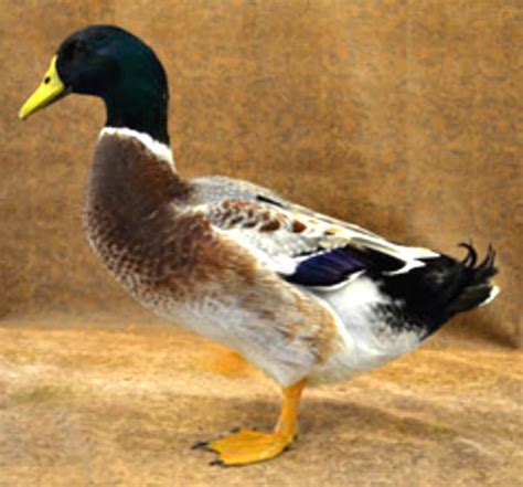 Welsh Harlequin Duck Characteristics Uses And Full Breed Information