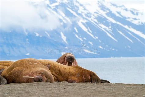 Arctic Island Of Svalbard Norway Walrus In The Cold Water Of The