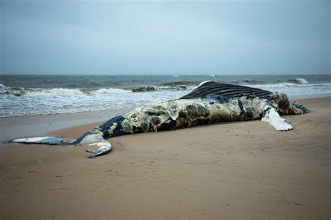 Wal Stirbt Wegen 40 Kilo Plastik Im Magen