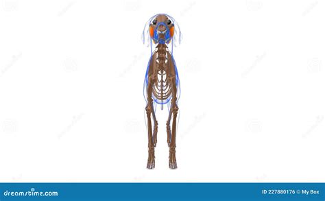 Masseter Muscle Dog Muscle Anatomy For Medical Concept 3d Stock