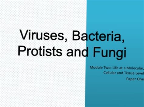 Différencier Les Bactéries Des Virus Et Les Protistes Des Champignons