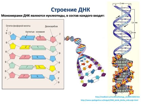 Основы молекулярной биологии Поток генетической информации клеточный