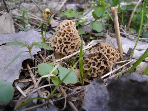 Mid Missouri Morels And Mushrooms March 2012