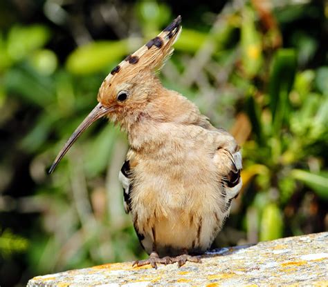 Another Bird Blog Hoopoe Action From Menorca