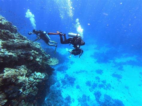 潛水者嚮往奇觀 埃及紅海珊瑚礁陷白化危機 法新社 Line Today
