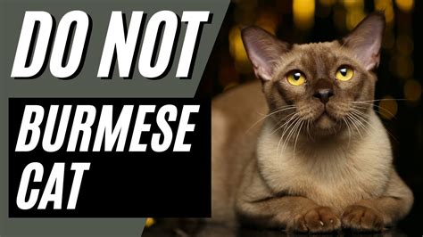 7 Reasons You Should Not Get A Burmese Cat Youtube