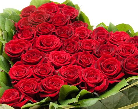 Bunch Of Roses Images Free Download Bunch Of Roses Stock Image Image