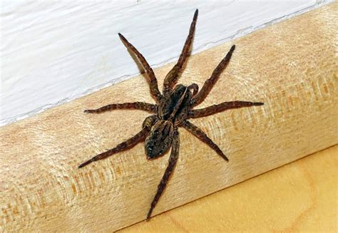How Long Do House Spiders Live Without Water Long Bodied Cellar