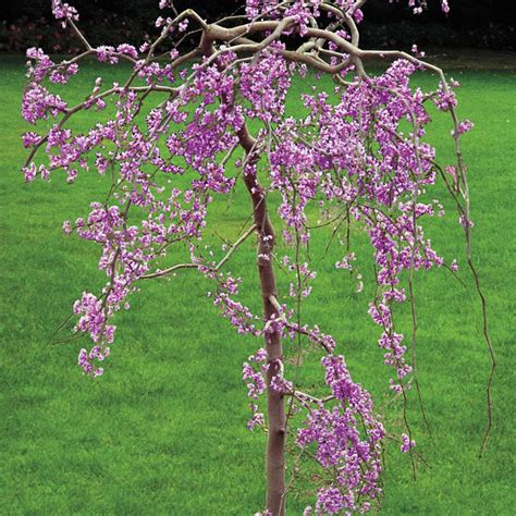 Buy Lavender Twist Weeping Redbud Trees Flowering Trees Spring Hill