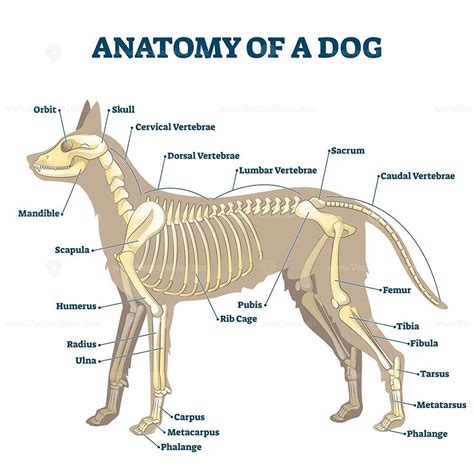 Anatomy Of Dog Skeleton With Labeled Inner Bone Scheme Vector Illustration Dog Anatomy Dog