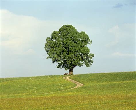 Single Green Tree On A Hill Stock Image Image Of Path Outside 175075373