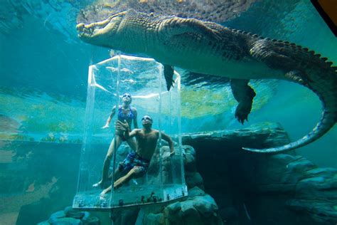 Swim With Crocodiles With Crocosaurus Cove Darwin Australian Traveller