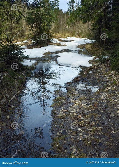 Spring Forest Stock Photo Image Of Spring Puddles Water 4807724