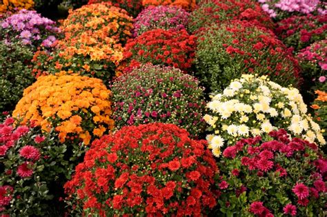 Planting Flowers For Fall And Winter
