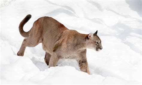 Puma Concolor Veja Informações Curiosidades E Muito Mais Guia Animal