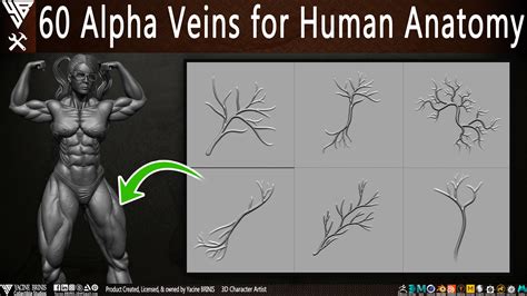 Yacine Brinis Collectible Studios 60 Alpha Veins For Human Anatomy