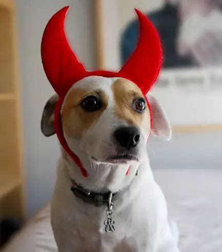 Best Halloween Costumes For Jack Russell Terriers Page Of