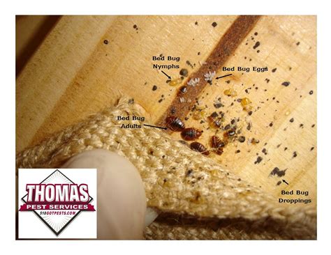 Thomas Pest Services Albany Ny 12205 Angies List