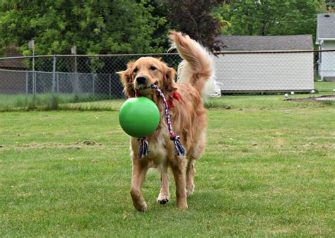 Fun In The Sun The 6 Best Outdoor Dog Toys For 2020