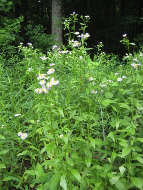 Daisy Fleabane: Does It Get Rid of Fleas?