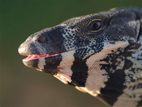 The lizard's dentary teeth are pointing slightly laterally while its maxillary teeth are directing vertically. Lace monitor