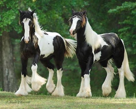 Check spelling or type a new query. Beautiful Clydesdale Horses | ༺ Horses ༻ | Pinterest ...