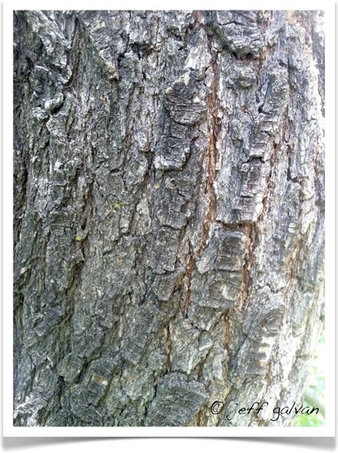 Callery Pear Identify By Bark Boulder Tree Care Pruning And Tree