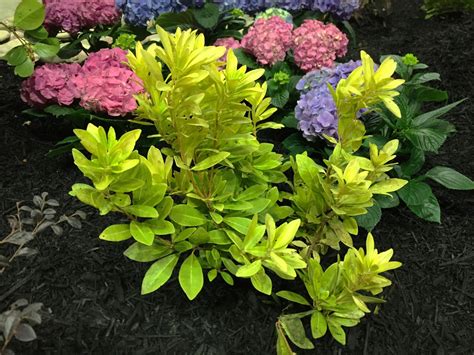 In stock (7) sizes & prices. Illicium parviflorum 'Florida Sunshine' (Florida Sunshine ...