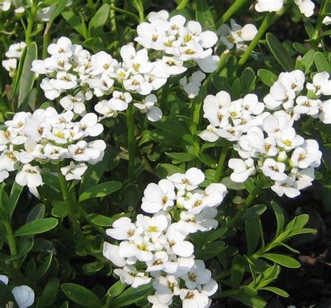 Here are a few examples of semi evergreen plants: Purity Candytuft - Compact perennial covered with bright ...
