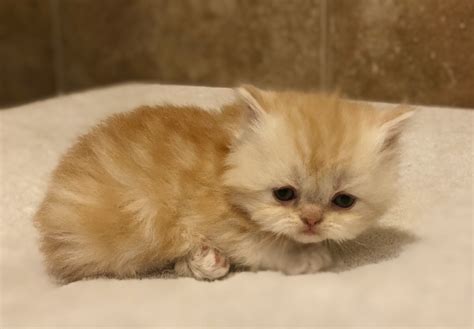 We breed our persian and exotic short hair cats to the standard and work to provide a healthy and happy kitten for our pet owners. Himalayan Persian Cats For Sale | Oklahoma City, OK #280496