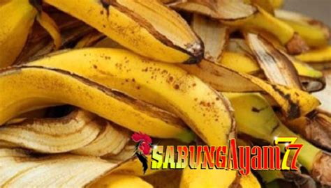 Demikian manfaat pakan berbahan dasar jagung untuk ayam kesayangan anda. Manfaat Kulit Pisang Sebagai Pakan Alami Ayam Bangkok Aduan
