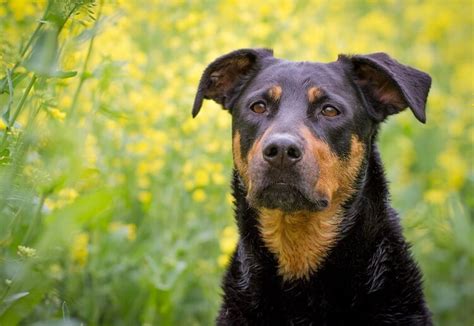 A rottweiler lab mix, or labrottie as they are more popularly known, is a direct result of a purebred labrador and rottweiler breeding. Rottweiler Lab Mix: The Complete Labrottie Dog Breed Guide ...