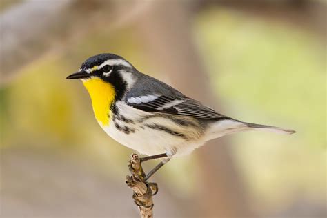 Can be seen in 31 countries. Yellow-throated Warbler - BirdWatching