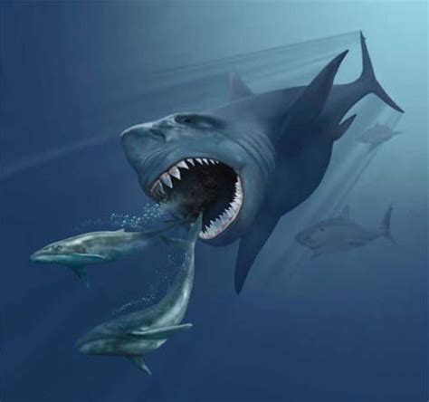 A Massive Pre-historic Megalodon Shark That Stalked Oceans Millions of