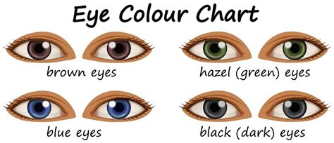 Shades Of Brown Eye Color Chart