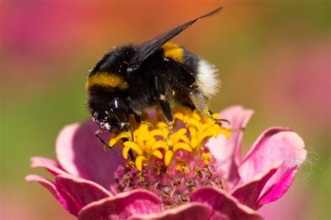 Unser garten wurde vor vielen jahren brach gelegt und soll nun endlich gestalt annehmen. Wildtierhilfe im Garten - Frühling und Sommer - Der Blog ...