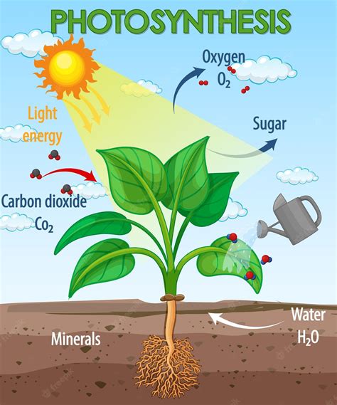 Photosynthesis Multiple Choice Worksheet Answers