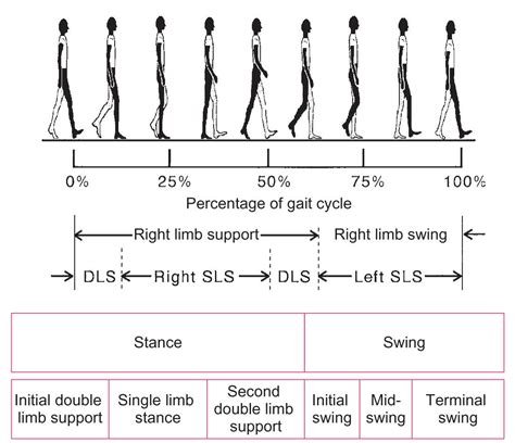 8 Phases Of The Gait Cycle